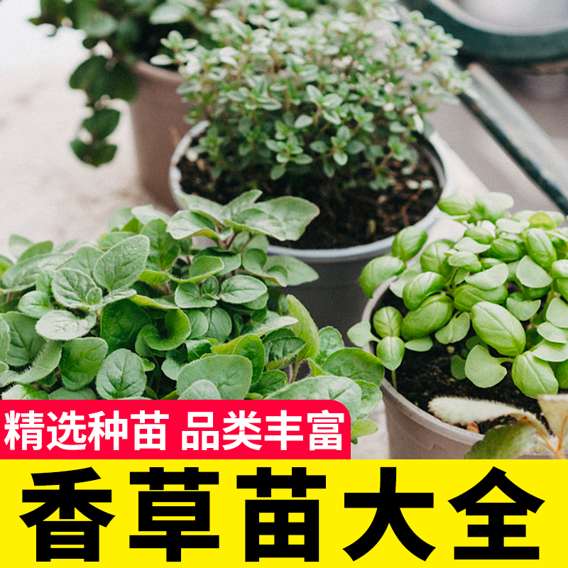四季藿香艾草迷迭香九层塔香草苗