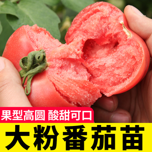 大粉果番茄苗西红柿种子四季种植盆栽蔬菜种苗种籽春季秧苗子夏季