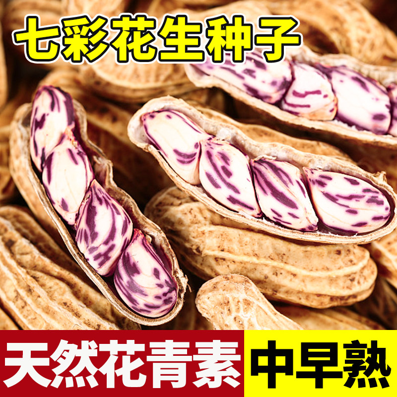 七彩花生种子高产薄壳紫花生种籽黑高端老品种紫皮花生米南方大粒图片