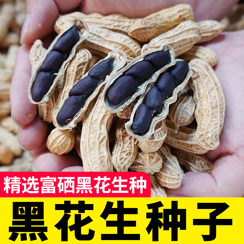 山东黑花生种子不带壳花生米种籽大果红皮四粒红高产优质云南七彩