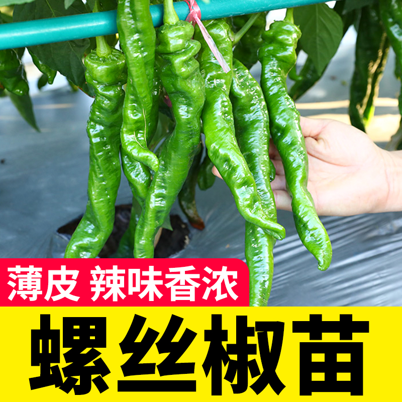 特大种子苗四季高产螺丝椒