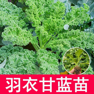 羽衣甘蓝苗盆栽大苗种子种籽孑苗食用秋季 菜秧苗 紫色蔬菜籽种四季