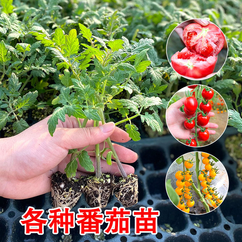 矮生小番茄西红柿苗秧苗超甜四季春季阳台盆栽圣女果苗蔬菜苗幼苗
