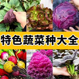 稀有蔬菜种子大全各种新型罕见蔬菜种籽冷门特色优质菜种盆栽庭院