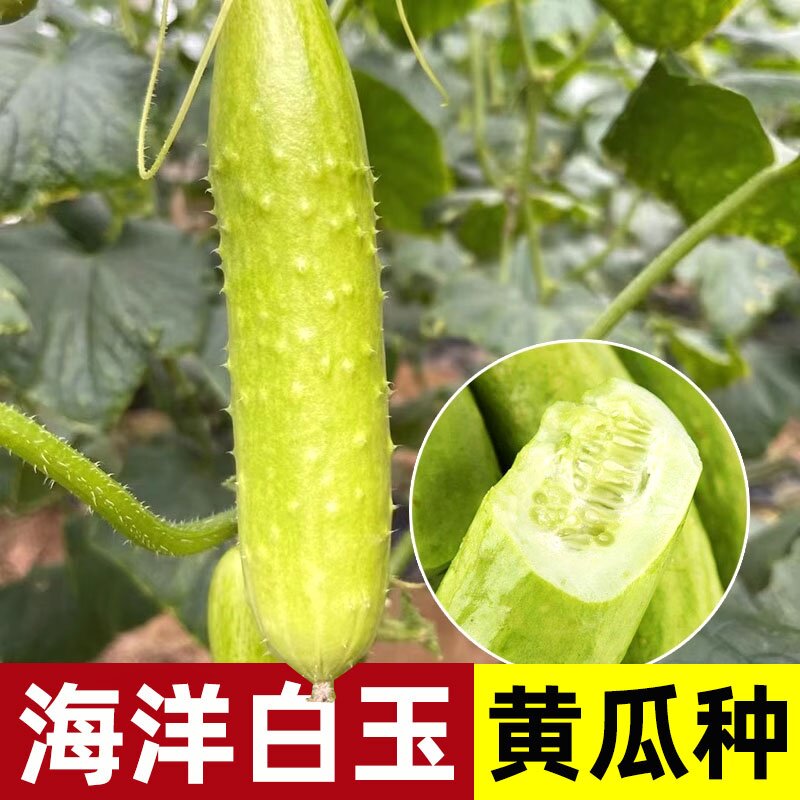 海阳白玉水果瓜种子种籽水果黄瓜新品种四季黄瓜籽种大全蔬菜旱脆图片