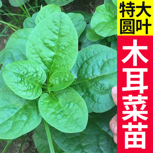 大叶木耳菜种子爬藤阳台盆栽四季