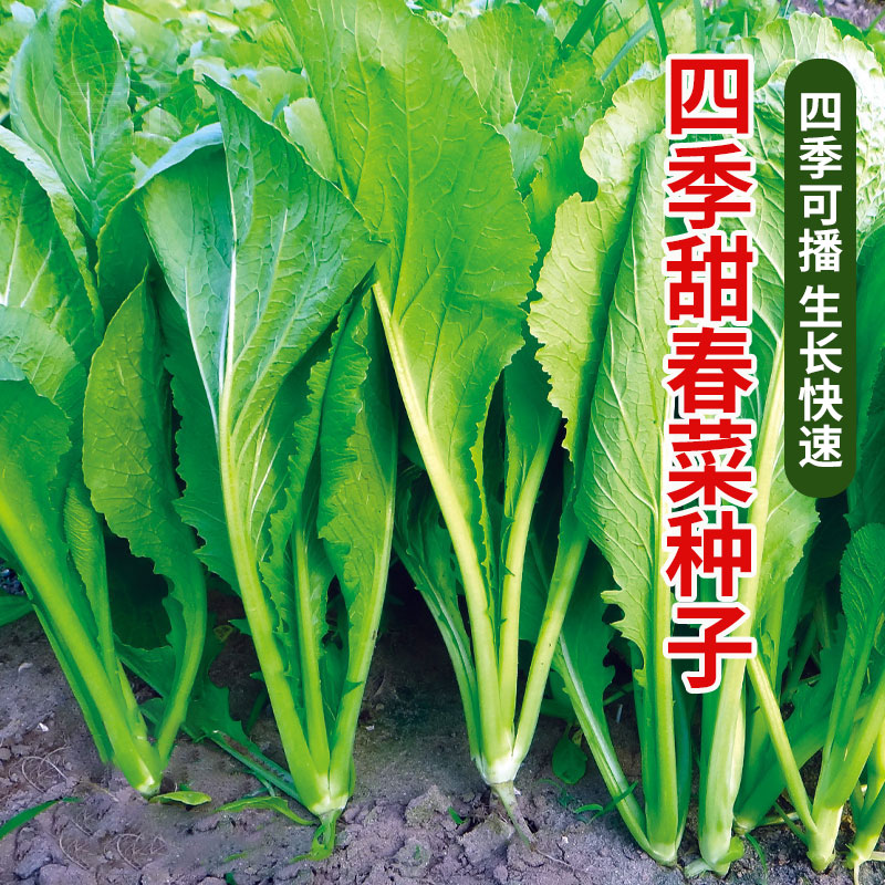 矮脚春菜种子小白菜青菜种籽香芥菜四季菜种盆栽籽种蔬菜孑菜籽甜