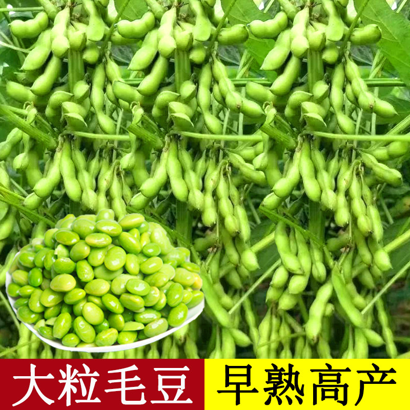 大粒毛豆种子种籽孑大荚黄豆大豆高产四季春季特早熟青豆菜种菜豆