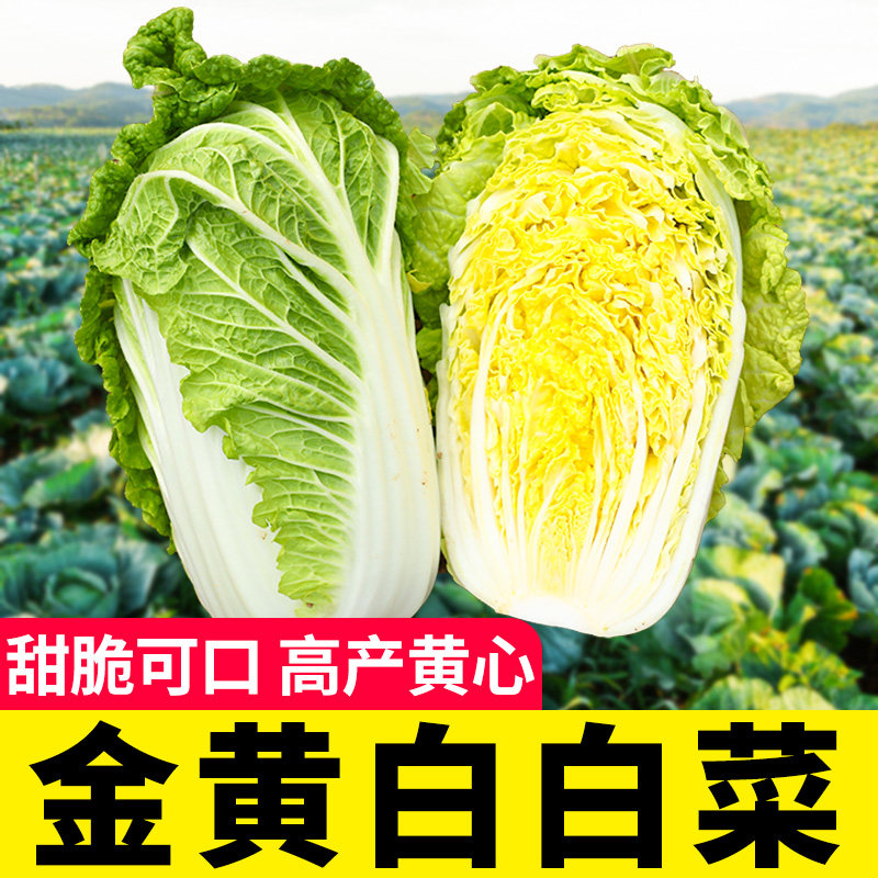 金黄白大白菜种子种籽孑四季秋季蔬菜菜籽黄心超大菜种夏季高产