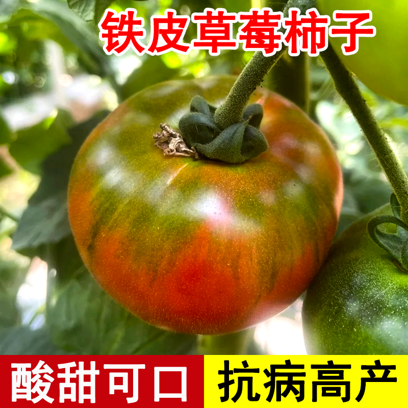 蔬菜丹东铁皮阳台盆栽四季番茄苗