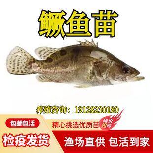 鳜鱼苗桂花鱼苗桂鱼苗淡水养殖食用活体翘嘴贵鱼季 花鱼苗斑鳜鱼苗