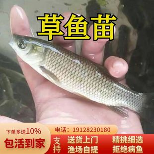 养殖 草鱼活鱼苗草鱼苗小草鱼鱼苗淡水 食用黑脆皖特大水花活体