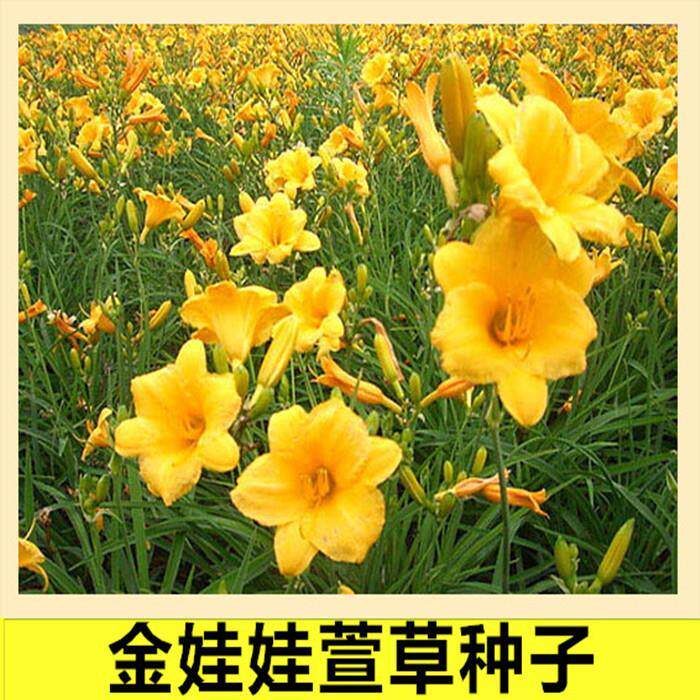 金娃娃萱草种子 大花萱草种子 多年生植物种子 景观绿化花卉种子