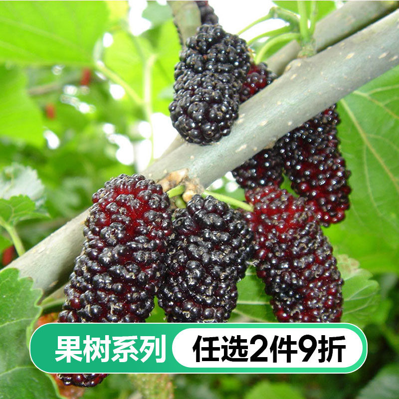 虹越果桑葚长桑果桑子金果桑盆栽地栽水果树桑叶水果苗好吃