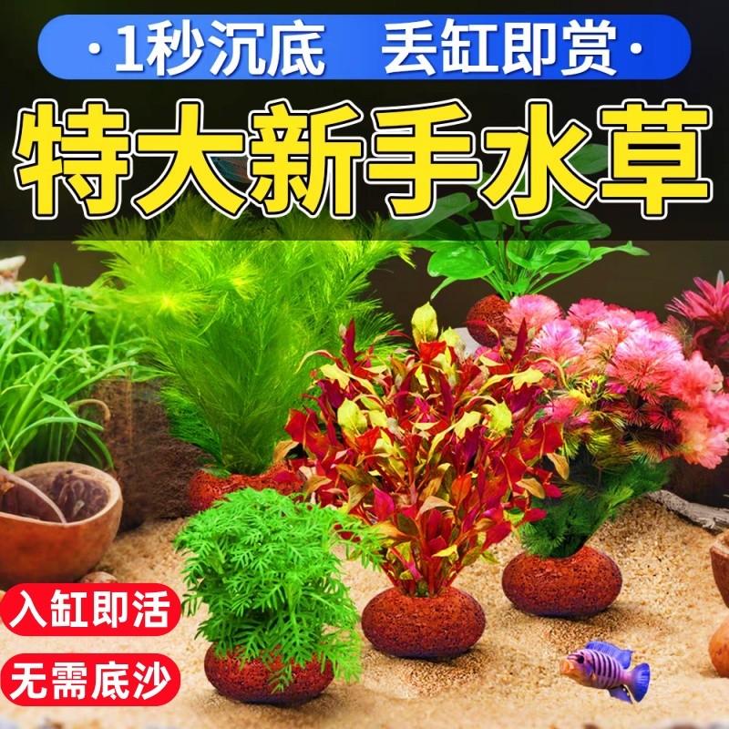 水草鱼缸专用造景生态阴性好养增氧植物新手免打理火山石懒人套餐