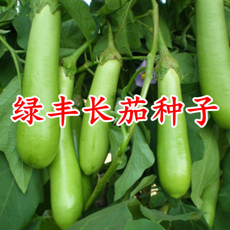 绿色长茄种子青茄种籽四季蔬菜庭院耐寒耐热嫁接茄子苗高产绿丰