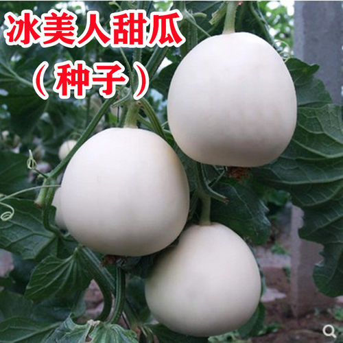 白皮甜瓜种子冰美人甜瓜
