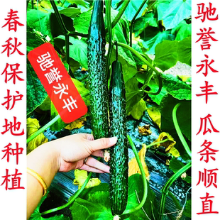 天津科润黄瓜研究所津优越夏耐热圆头短把绿肉黑油亮驰誉永丰种子