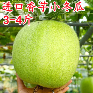 一串铃小冬瓜种子香芋小冬瓜种籽蔬菜孑四季迷你香芋东瓜东瓜子种