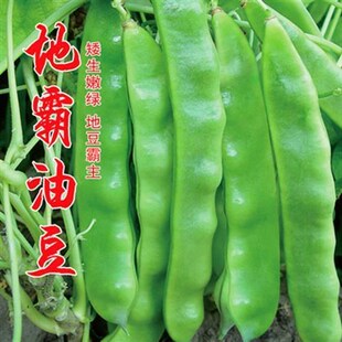 地霸油豆种子 地豆种籽 矮生将军王东北油豆芸豆豆角高产抗病包邮