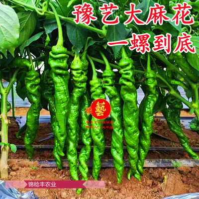 豫艺大麻花全螺螺丝椒
