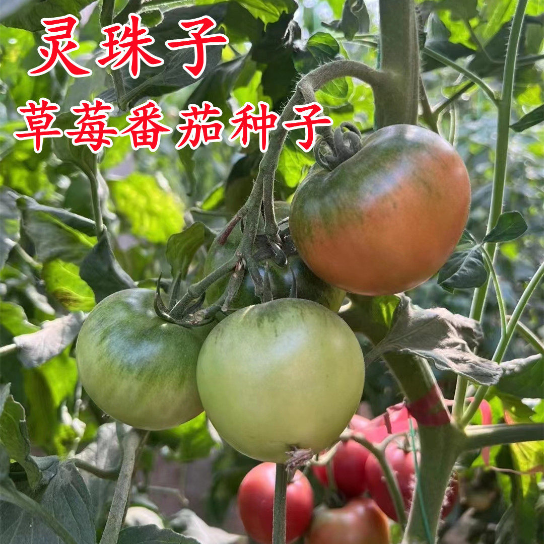 灵珠子草莓番茄种子丹东东北铁皮柿子绿腚柿子水果番茄绿瓤仔种子