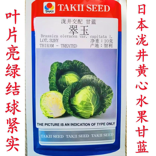 日本泷井翠玉黄心水果甘蓝黄芯松软暄菜早熟寿甘泽鸿韩绿种子籽孑