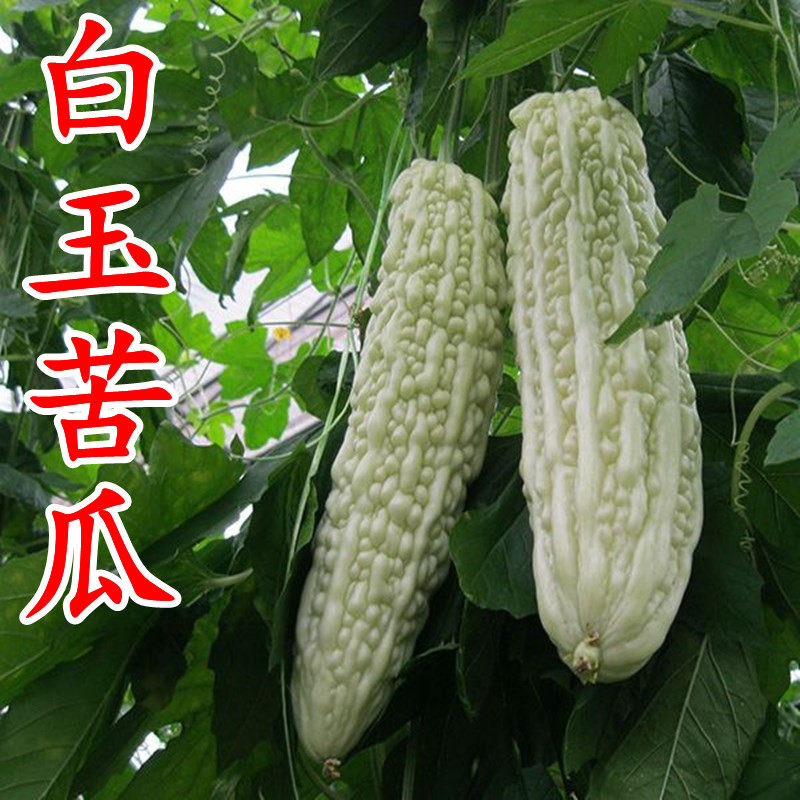 白玉苦瓜种子春四季农家蔬菜种孑高产苦瓜种籽特大苹果苦瓜蔬菜籽