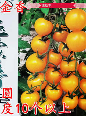 玉金香2号黄色樱桃番茄种子高糖高圆形超甜圣女果耐裂小番茄种籽