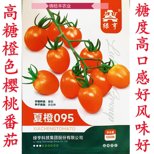 夏橙095香芒皇后柿季辉煌橙黄色香甜千禧圣女果高糖小番茄种子籽