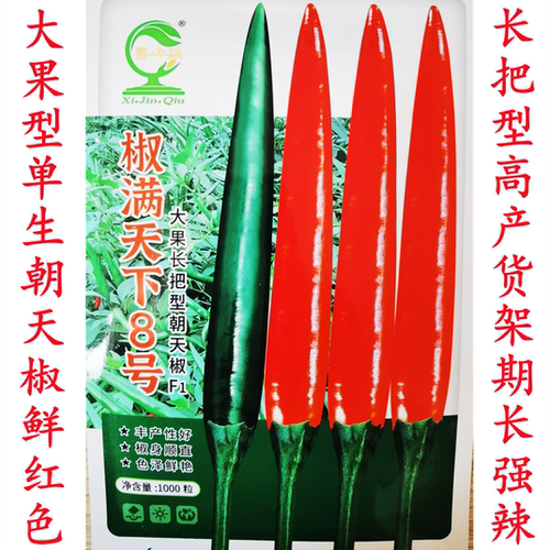 椒满天下8号大果型长把型单生朝天椒簇生朝天椒小米辣种子籽