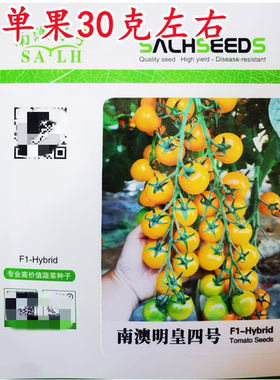 大圆黄色樱桃番茄南澳明皇四号梦想迷恋金皇后黄妃超甜圣女果种子