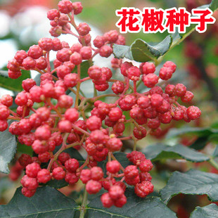 花椒籽泡脚专用大红袍花椒种子山椒红椒麻椒川花椒树刺篱笆蔬菜孑