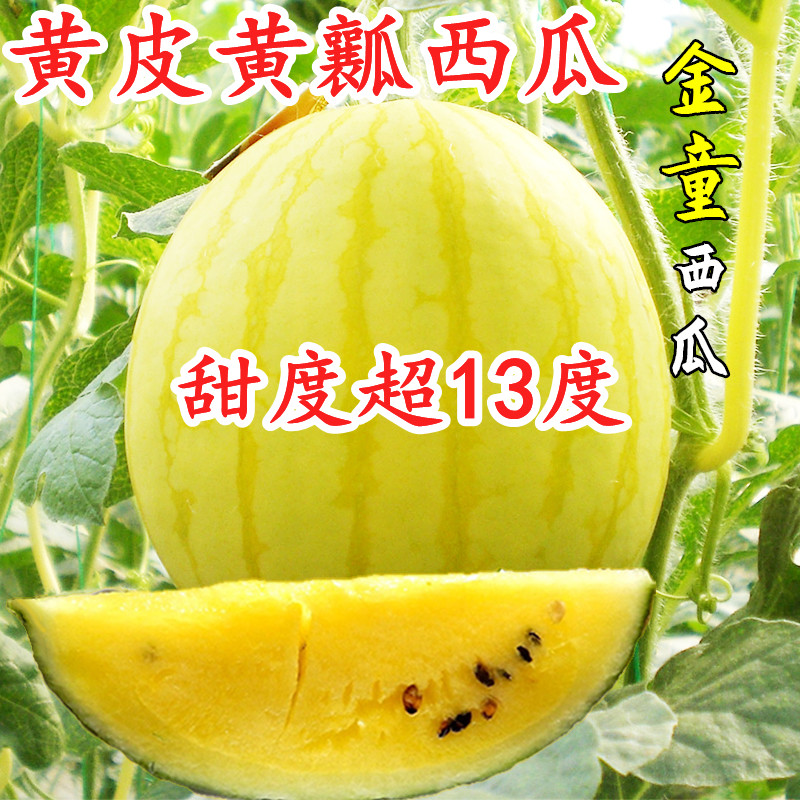 金童黄皮西瓜种子黄皮黄瓤礼品西瓜种籽 早熟 甜度高 福祺朝阳