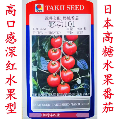 泷井TI-09R感动101樱桃水果番茄种籽无限生长圆果形红色番茄