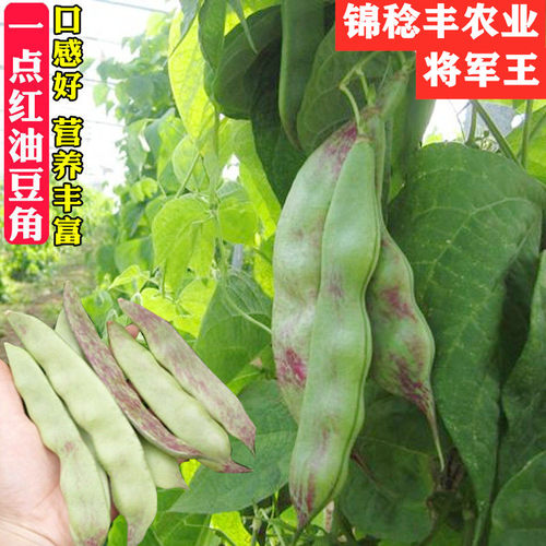 一点红东北油豆角种籽将军王架豆春秋季蔬菜种子油豆种子四季芸豆