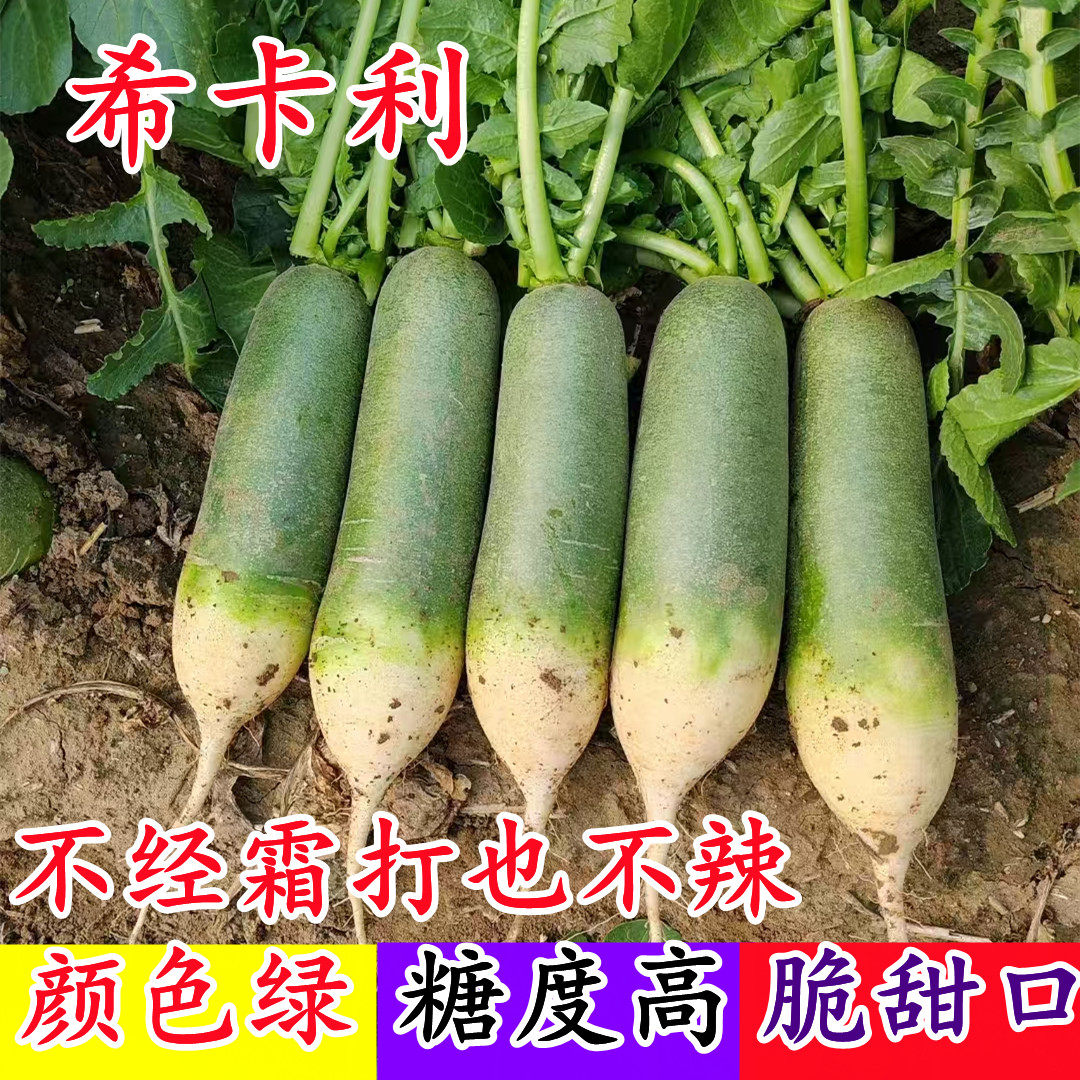 卜力特希卡利水果型甜脆青萝卜肉质银河青脆七星水果萝卜种子