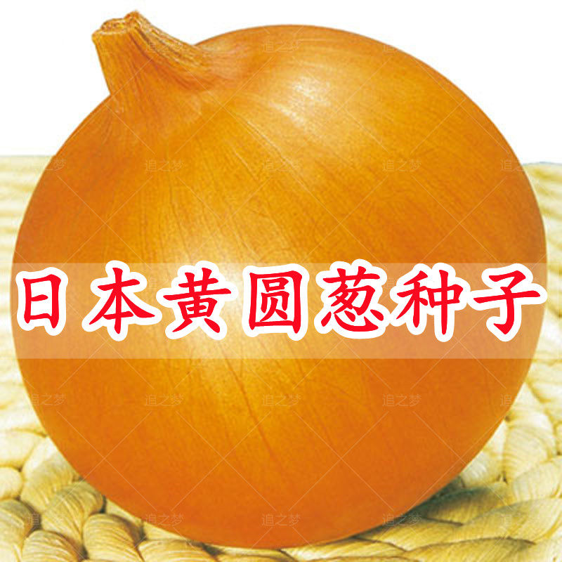 黄圆葱种子黄洋葱种籽黄皮洋葱籽高产圆葱四季早熟农田蔬菜种孑
