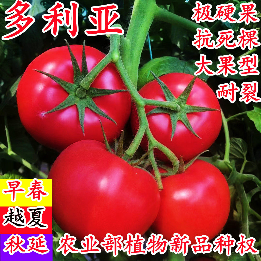 多利亚大果硬粉深亮粉番茄种子耐裂抗死棵耐热沙瓤粉果硬果种孑籽,农用物资,蔬菜种子/种苗,淘宝优惠券,粉丝福利购,淘宝优惠卷