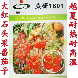 大红番茄种籽西红柿种子石头果耐热大红菜研1601蔬菜种籽孑