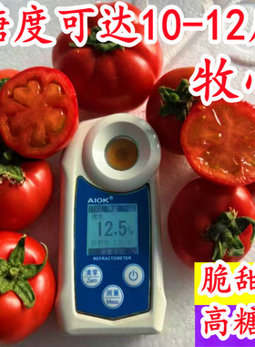 牧心高糖水果番茄草莓番茄京采8号铁皮柿子布莱妮老董种地种子籽