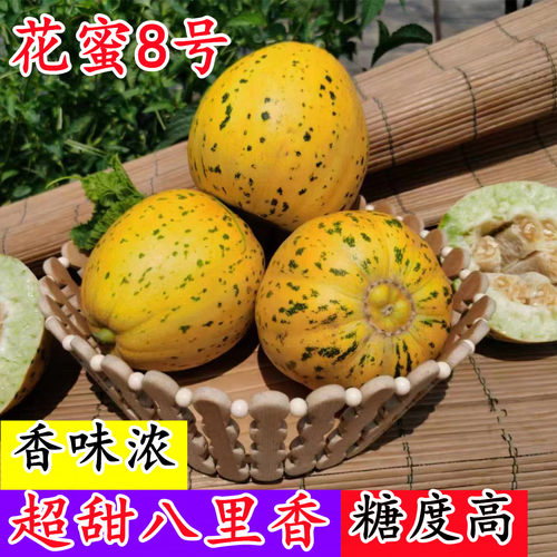 浪潮超甜八里香花蜜8号冰糖子