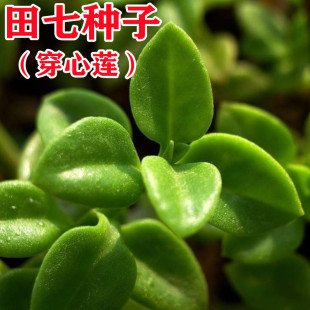 田七种子救心菜养心菜穿心莲食用中药材野菜种盆栽特色蔬菜种籽