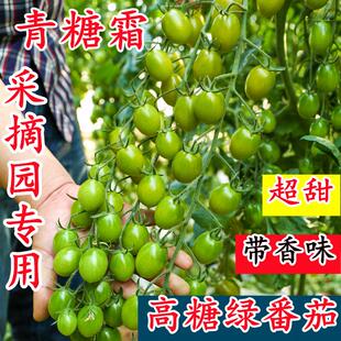 青糖霜青口蜜梦想青甜二号瑭珀虎青霞66绿色樱桃番茄圣女果种子籽