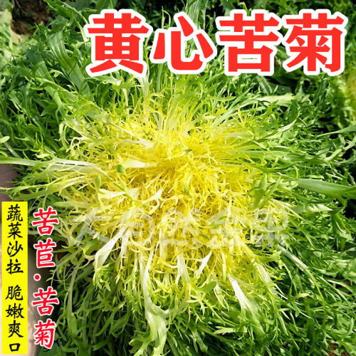 苦菊种子黄心苦苣种籽金花细叶生菜蔬菜耐热耐寒阳台四季盆栽包邮