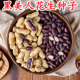 山东黑花生种子红皮四粒红带壳花生米种籽孑子特大高产大粒新品种