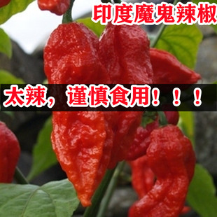 印度魔鬼椒辣椒苗秧苗种特辣四季海南黄灯笼蔬菜种籽孑籽种秧苗特