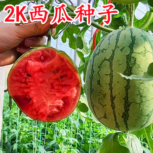 2K西瓜种子礼品小西瓜小糖丸皮薄冰淇淋超甜吊瓜水果全美种籽子
