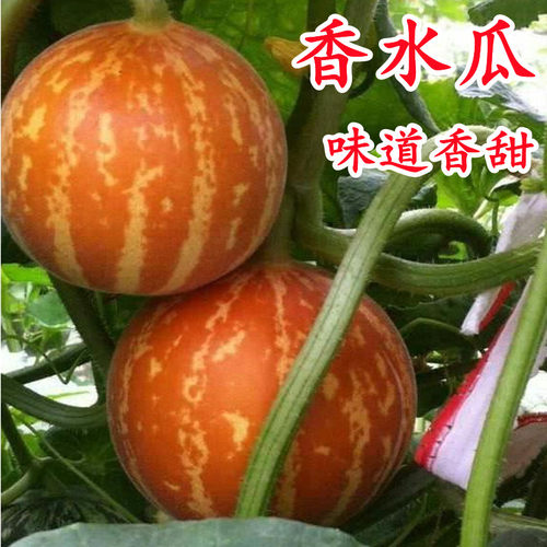 香水瓜种子甜瓜籽芳香四溢除观赏食用异味家庭园艺易种蔬菜瓜果孑