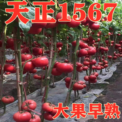 天正1567大果早熟番茄种子孑抗TY病毒粉红果高产沙瓤西红柿种籽